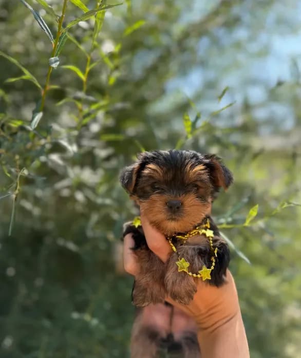 Little Willow