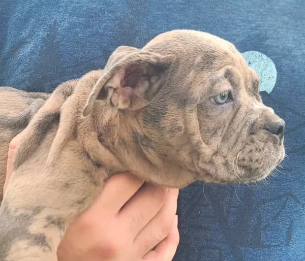 Merle Male 1