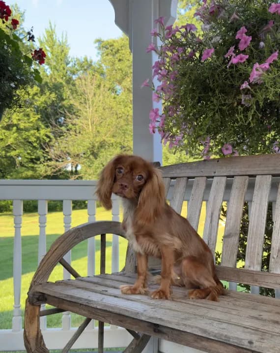 Little mousse