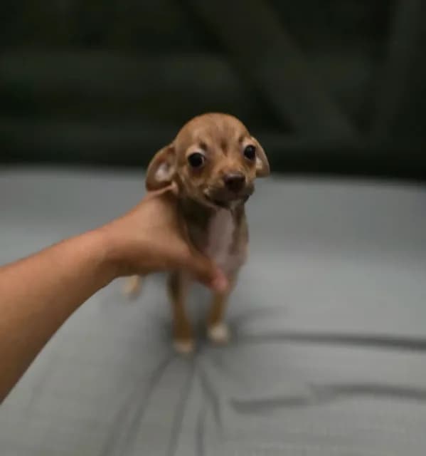 Brownie