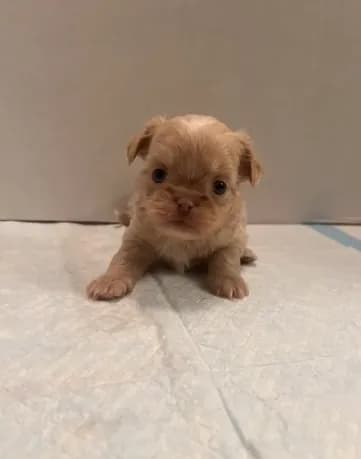 Baxter