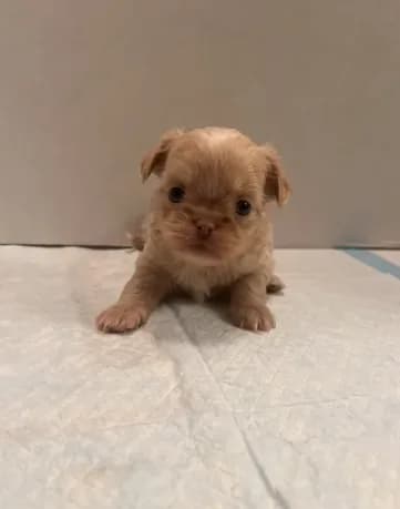 Baxter
