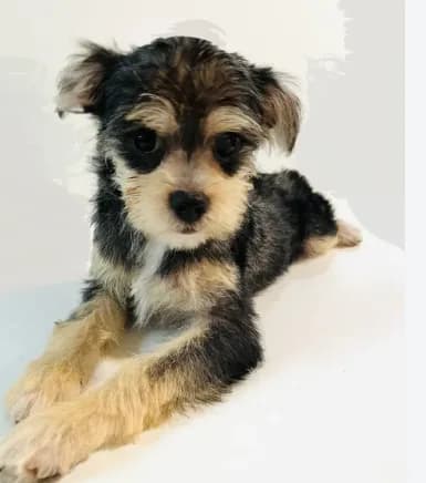 Durango **Sale**