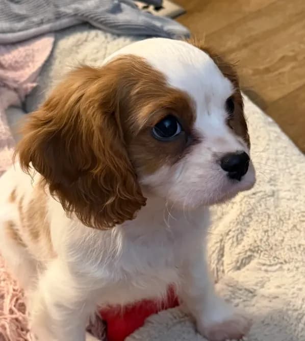 AKC Fonzi