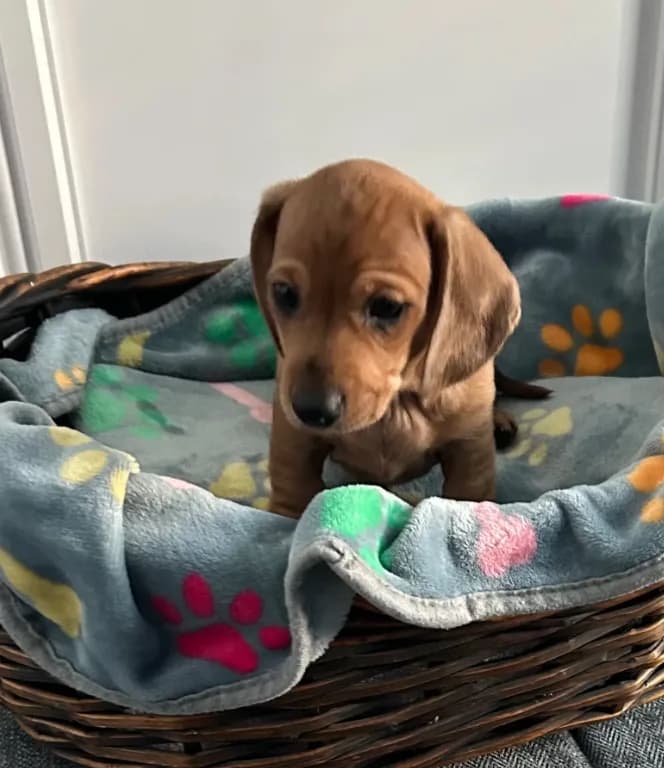 Flynn
