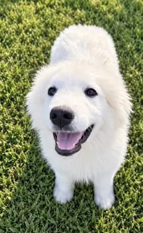 Ellie