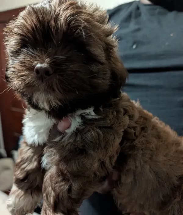 Mr Brown