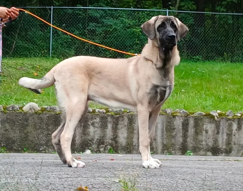Kangal/Spanish mastiff female