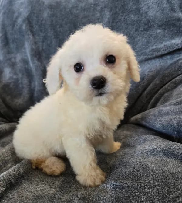 AKC Bichon Boy