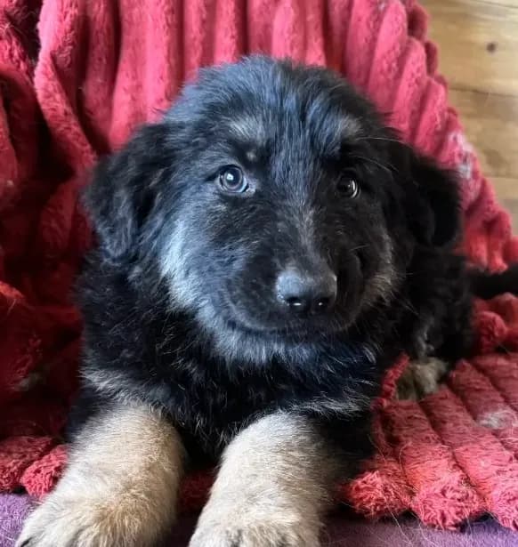 KING SHEPHERD
