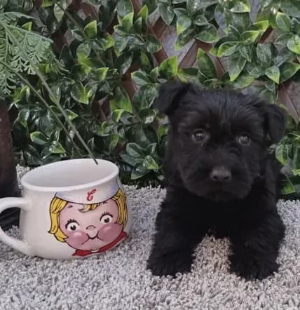 Mr Pup