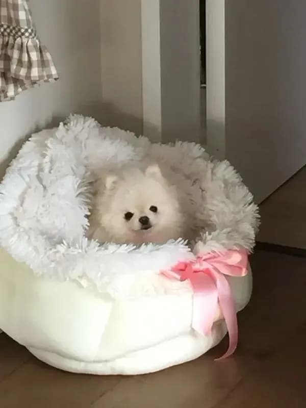 Coco