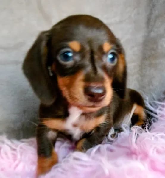 Ready-AKC chocolate Rolo-reviews