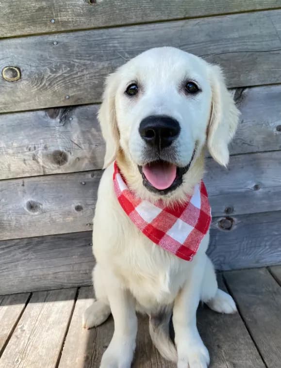 Waylon