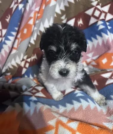 Luna 8lbs