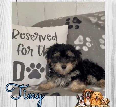 Tiny