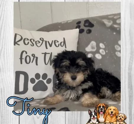 Tiny