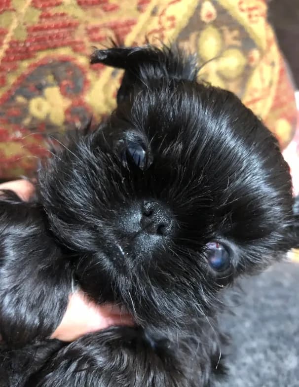 Skippy teacup
