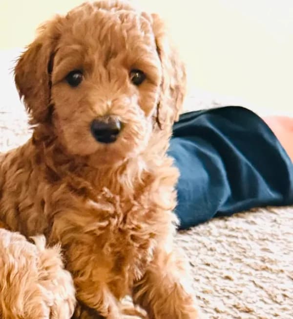 Sadie