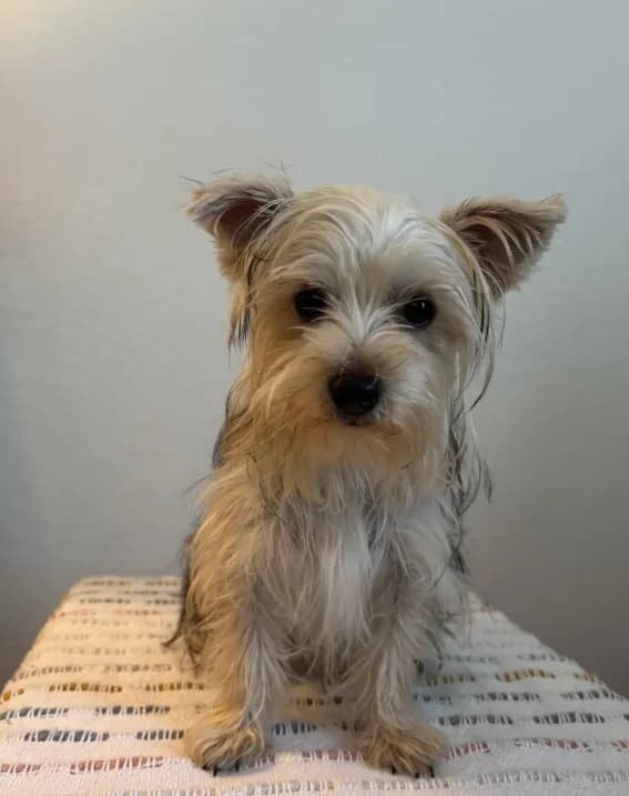 AKC Lucy