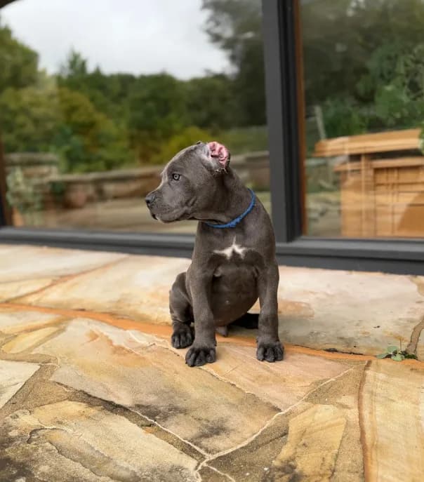 Cane Corso Male Gray