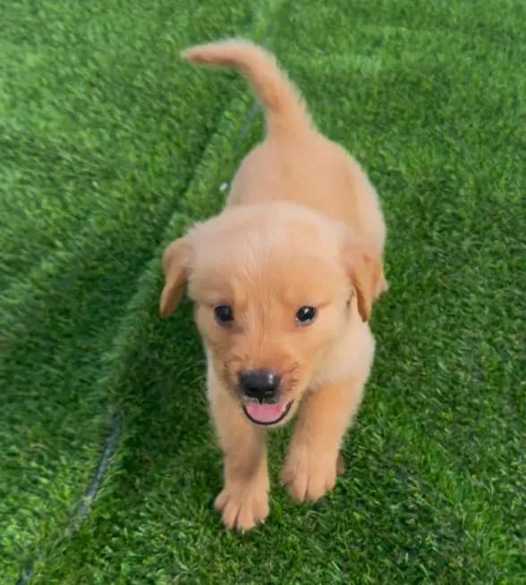 Golden retriver