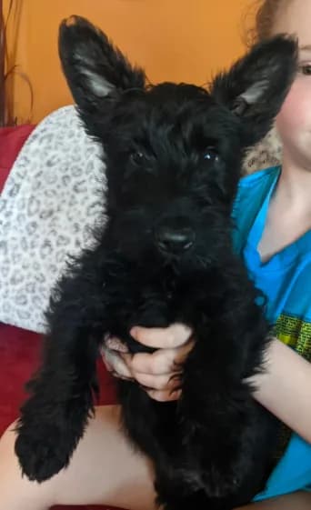 Scottie