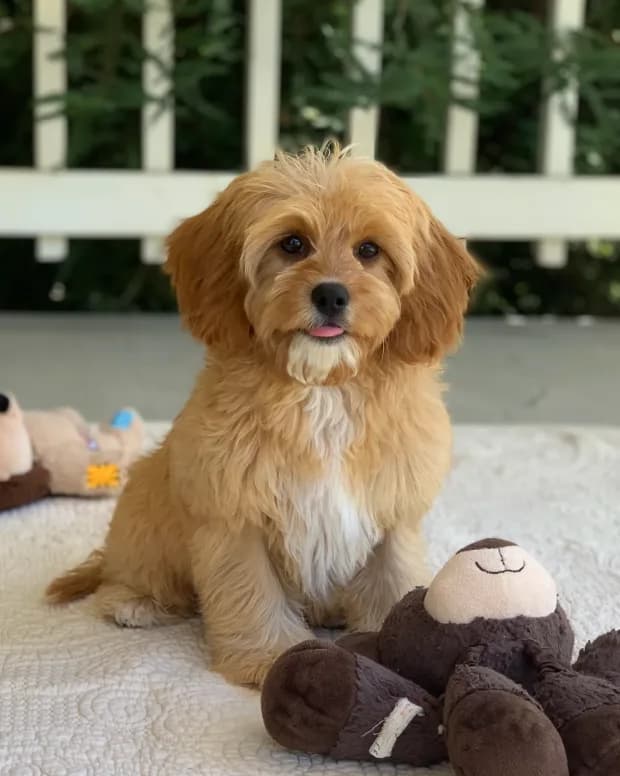 Ozzie