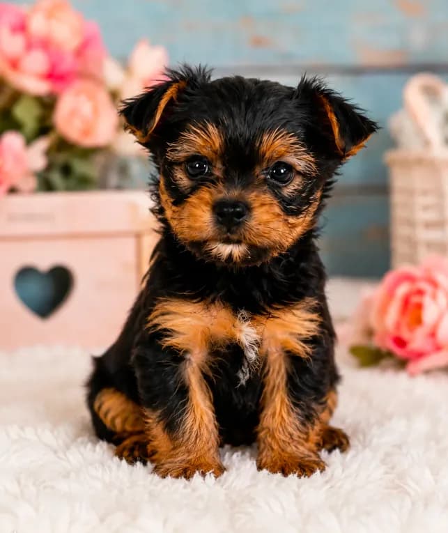 Teddy Bear (teacup)