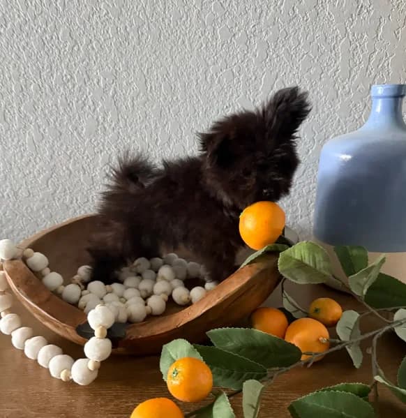 Xs Simba