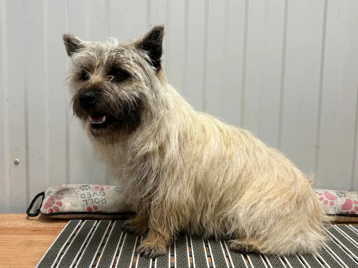 AKC Wiley