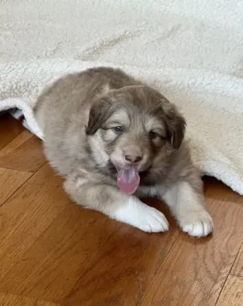 Chocolate Puppy - M1 - Romeo