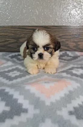 George