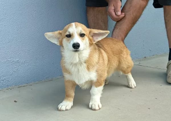 Amsburg's line Rare Sable girl
