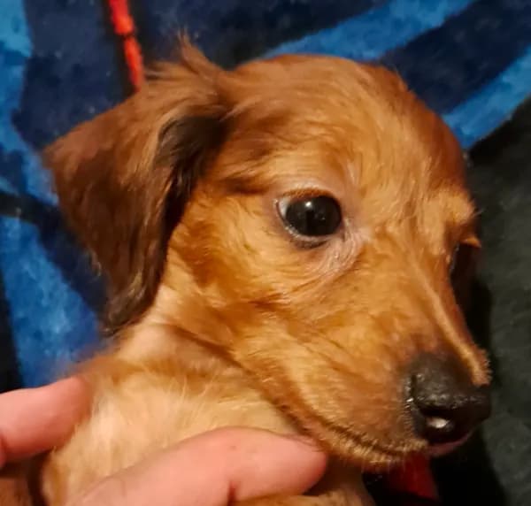 AKC LH RED MALE