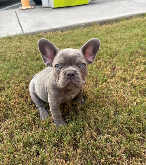 Hershey