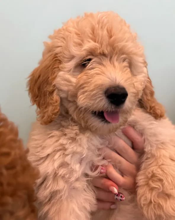 Rosalina “Rosie” -pink collar puppy