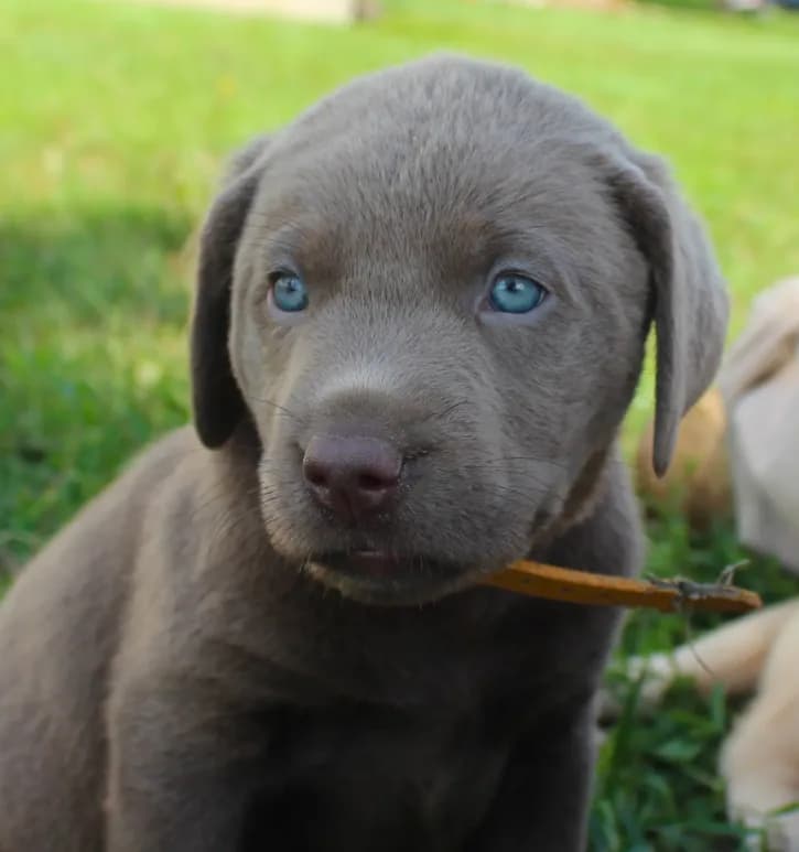 Lily "Last Puppy Available"