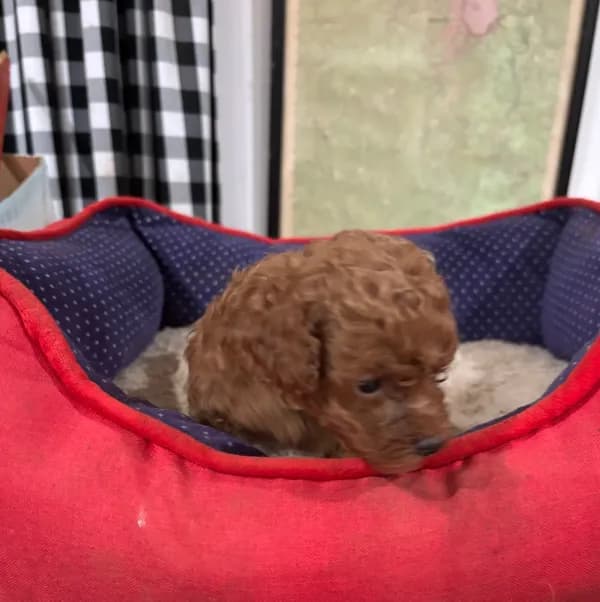 Reba. Colorbred Red Teacup