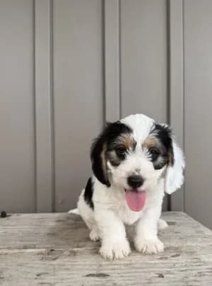 Chester