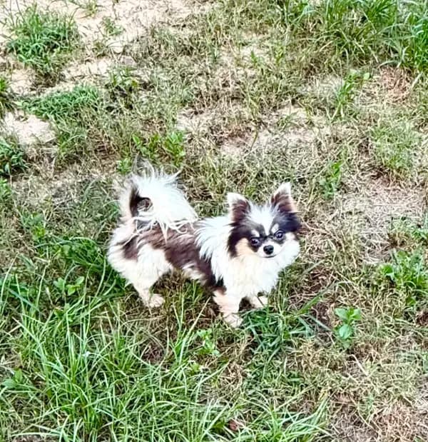 Bingo