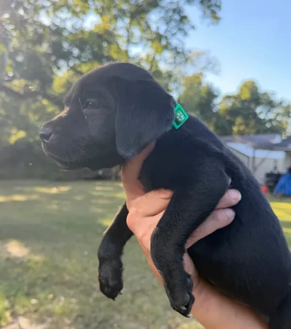 Green Collar female