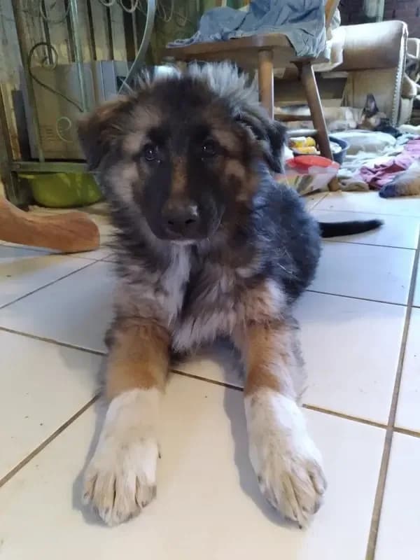 KING SHEPHERD