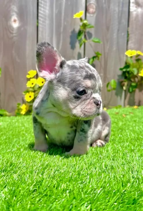 Chip (Blue Merle Frenchie)
