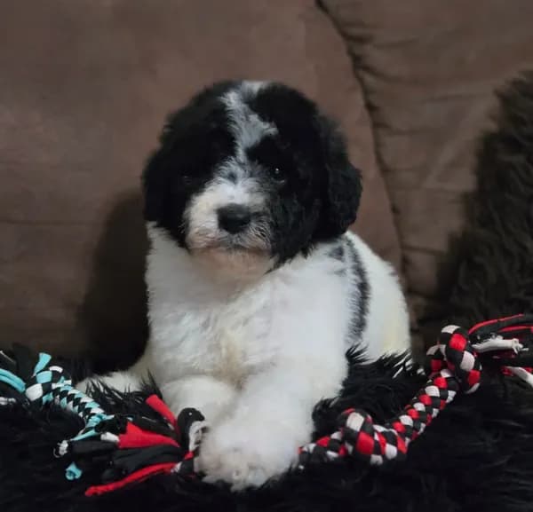 Camilo