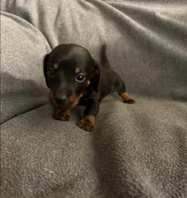 Ginger’s female black and tan