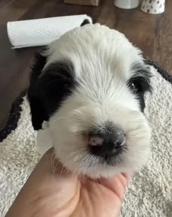 panda
