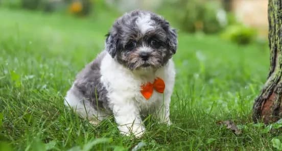 Biscuit