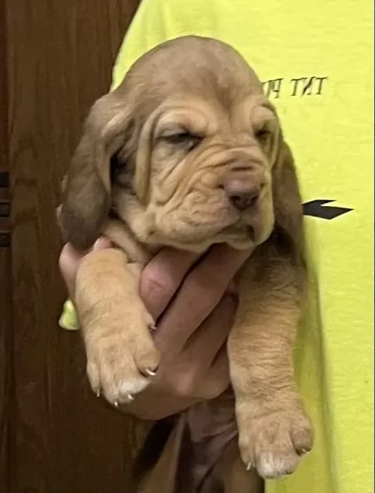 Liver and Tan F