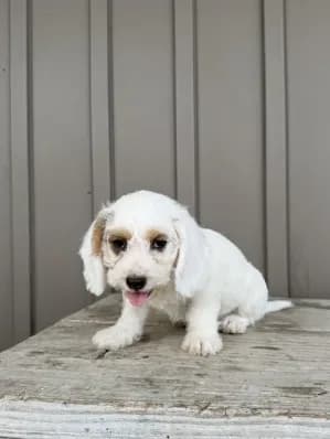 Charles